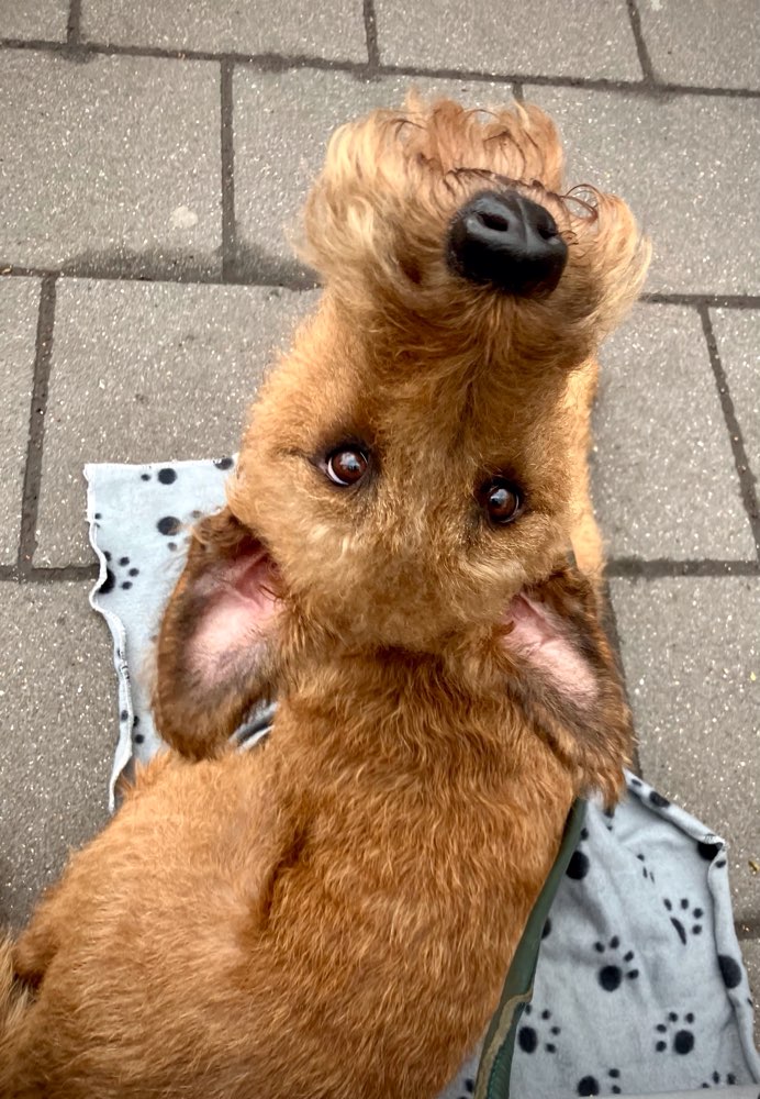 Zeig uns euren süßesten Blickkontakt 🐾💛 Banner