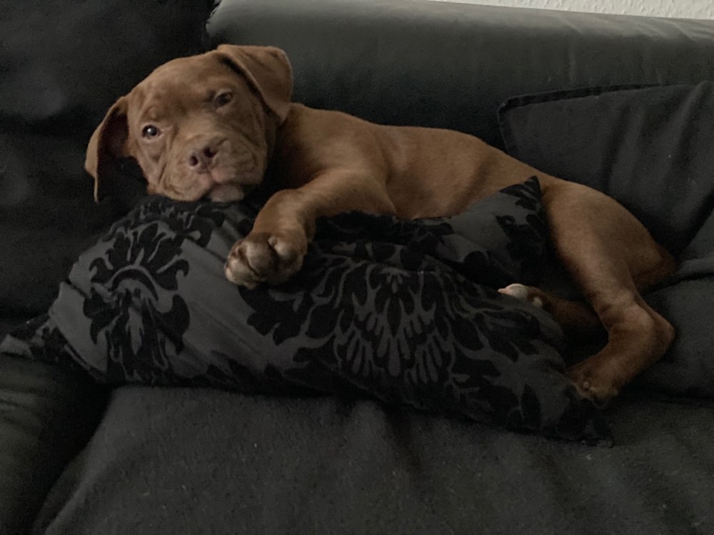 Hundetreffen-Welpentreff in Maintal-Profilbild