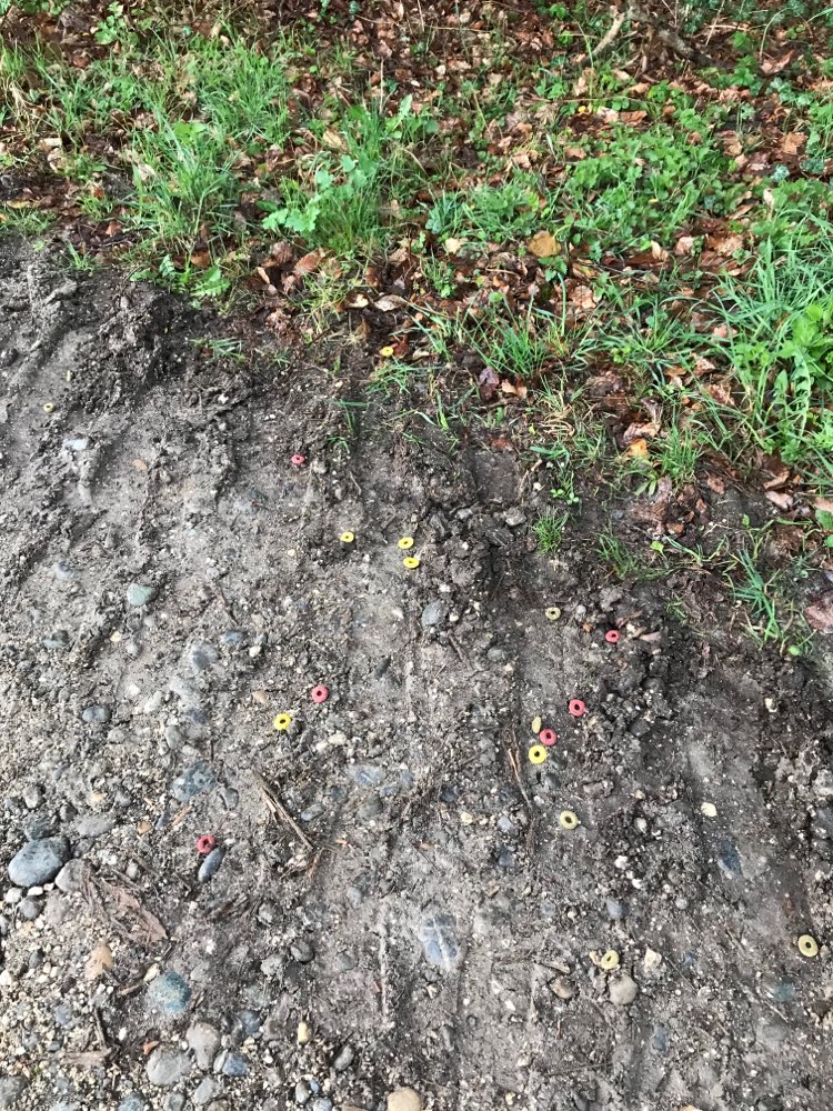 Giftköder-Evt Giftköder Kaltbrunn 78476 Allensbach-Profilbild