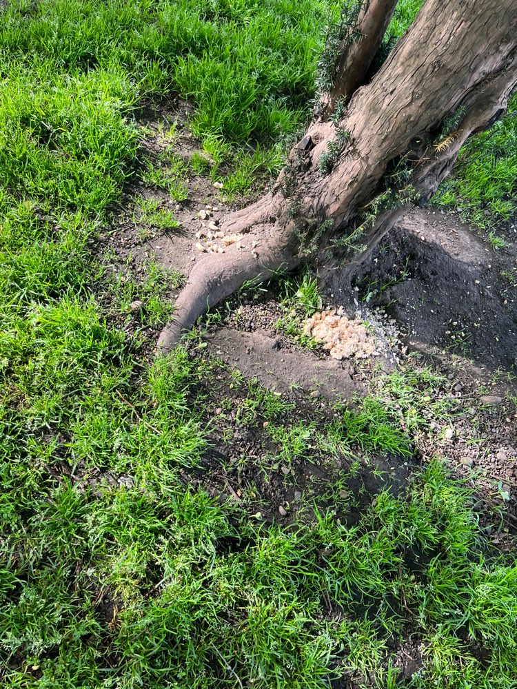 Giftköder-Verdächtige Brotkrümel unter Bäumen-Profilbild