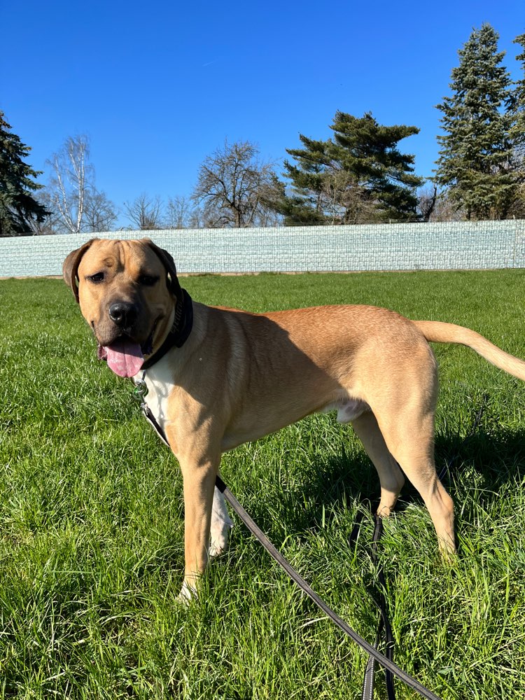 Hundetreffen-Suche Social Walk Partner-Profilbild