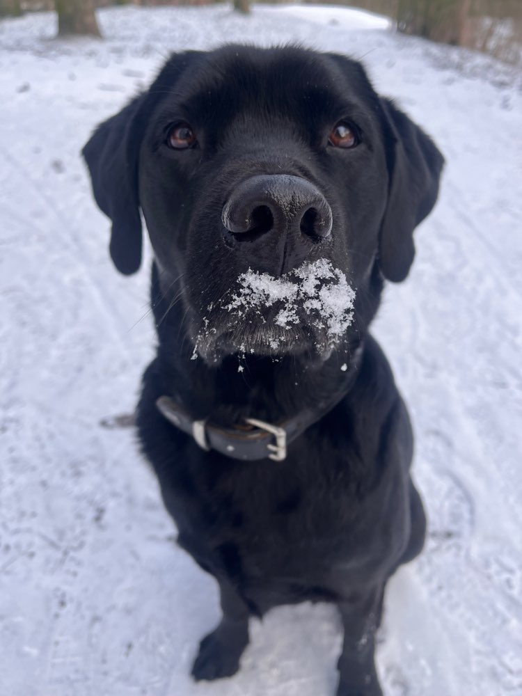 Hundetreffen-Spielpartner gesucht-Profilbild