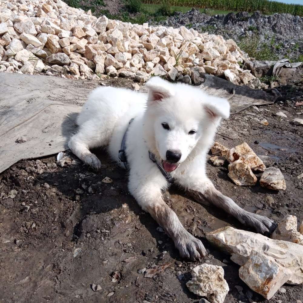 Hundetreffen-Lucky möchte gerne neue Freunde kennenlernen dürfen Dornstadt und Umgebung-Profilbild