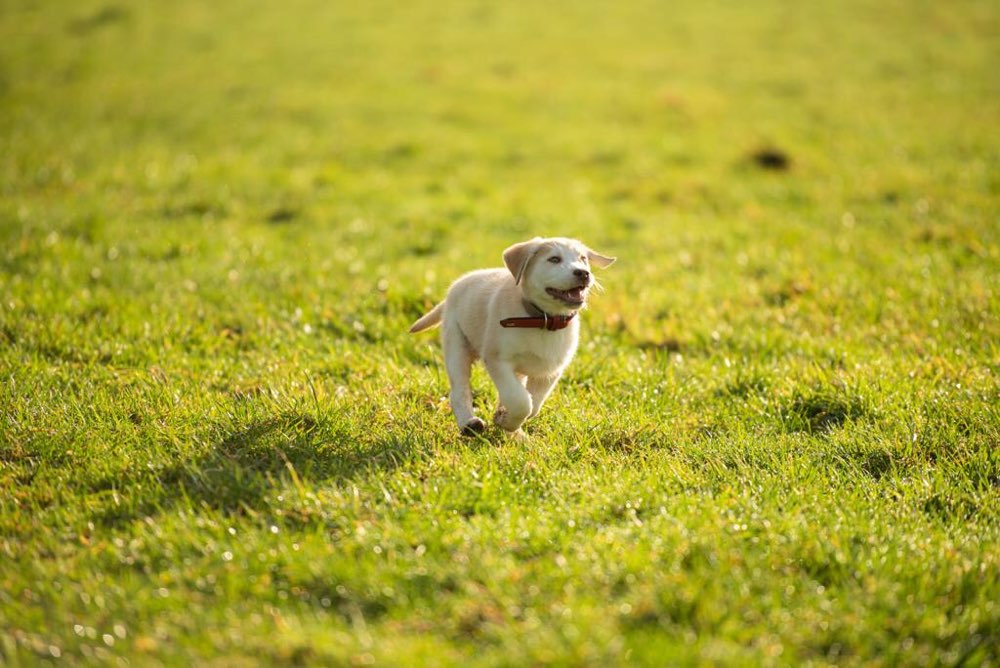 Hundetreffen-Welpenspielen Aachen-Profilbild