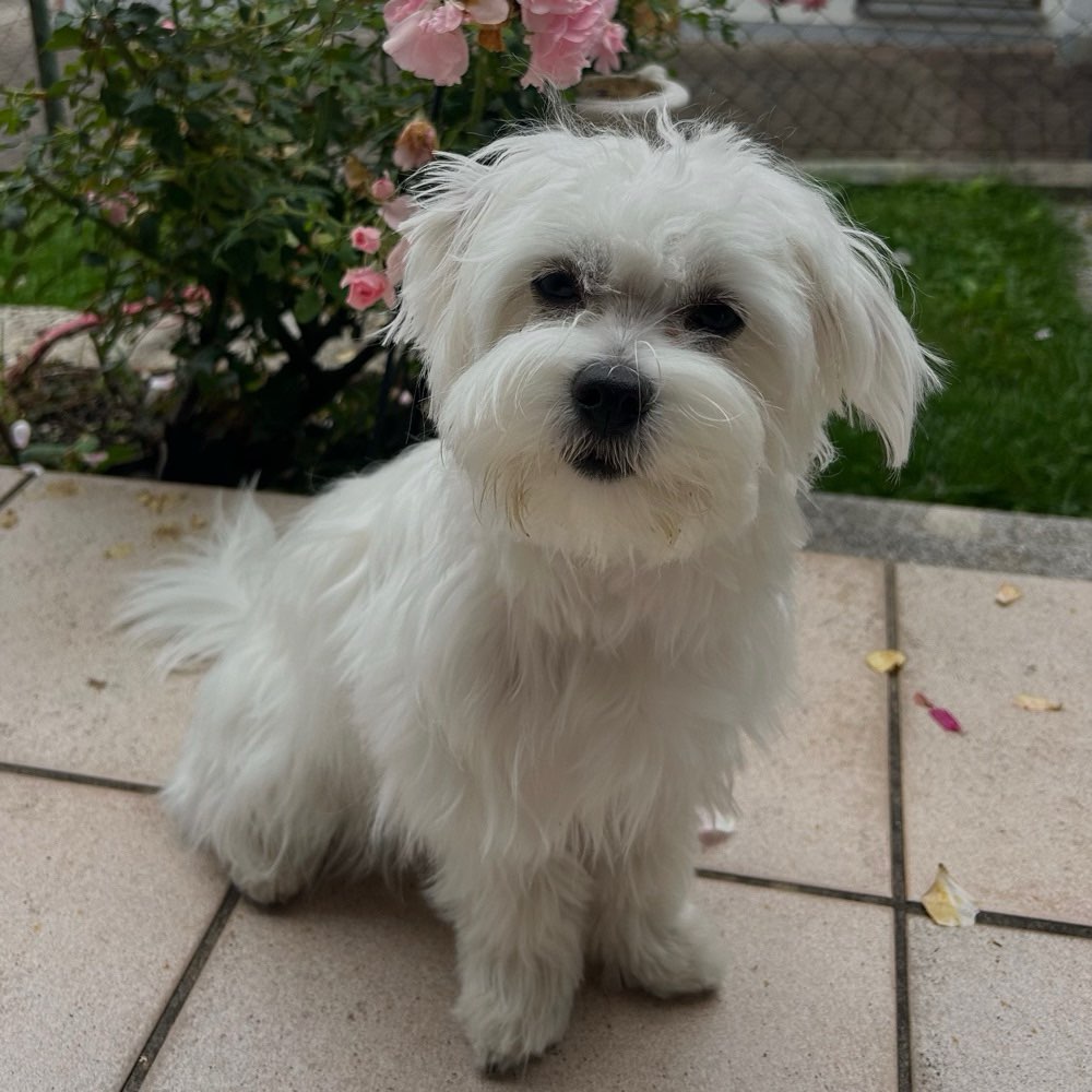 Hundetreffen-Hunde zum Sozialisieren von Luna-Profilbild