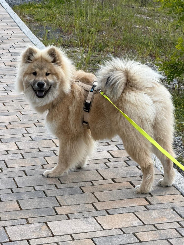 Hundetreffen-Spazieren, Spielen, Sozialisieren (Junghund)-Profilbild