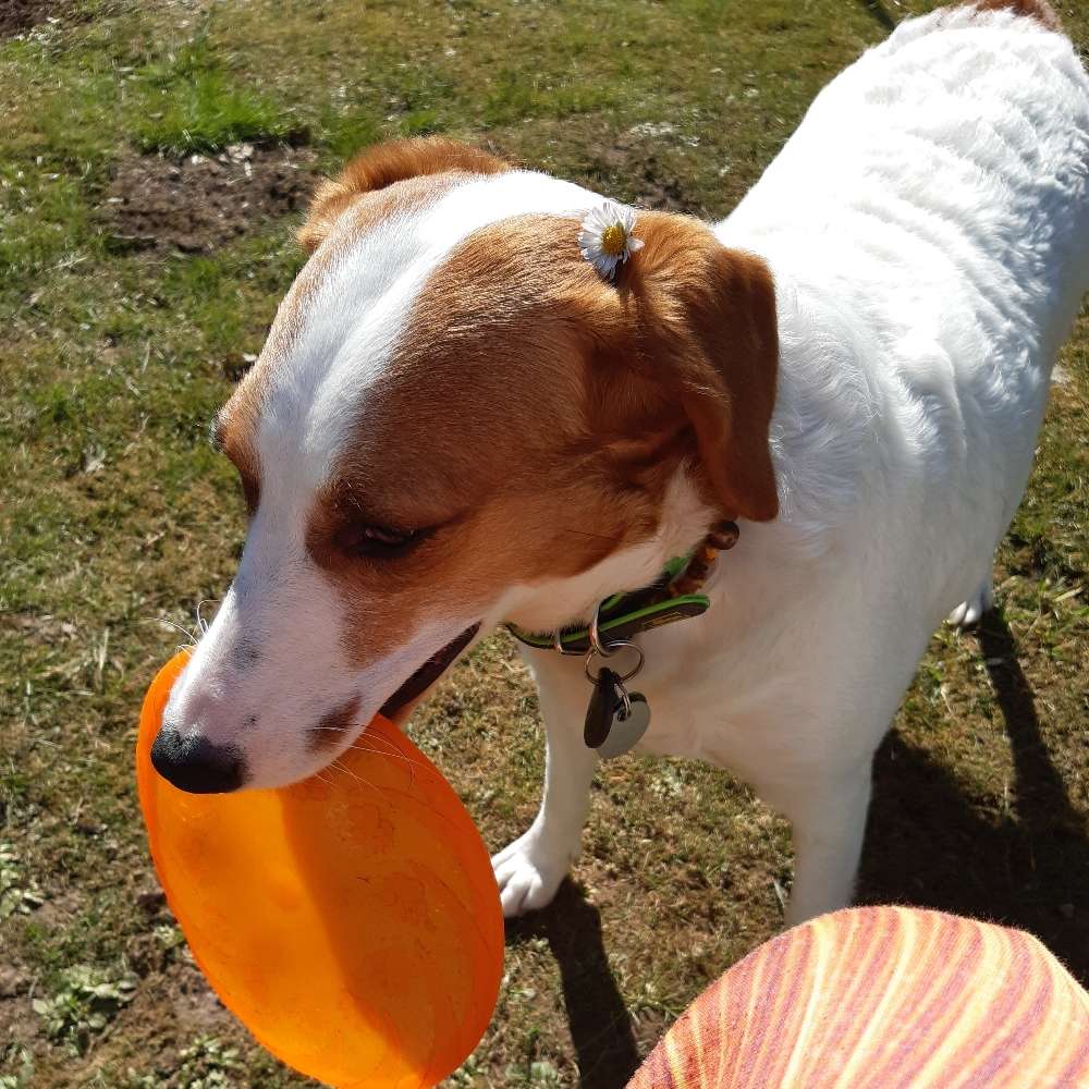 Hundetreffen-Spielen in Soest u. Umgebung-Profilbild