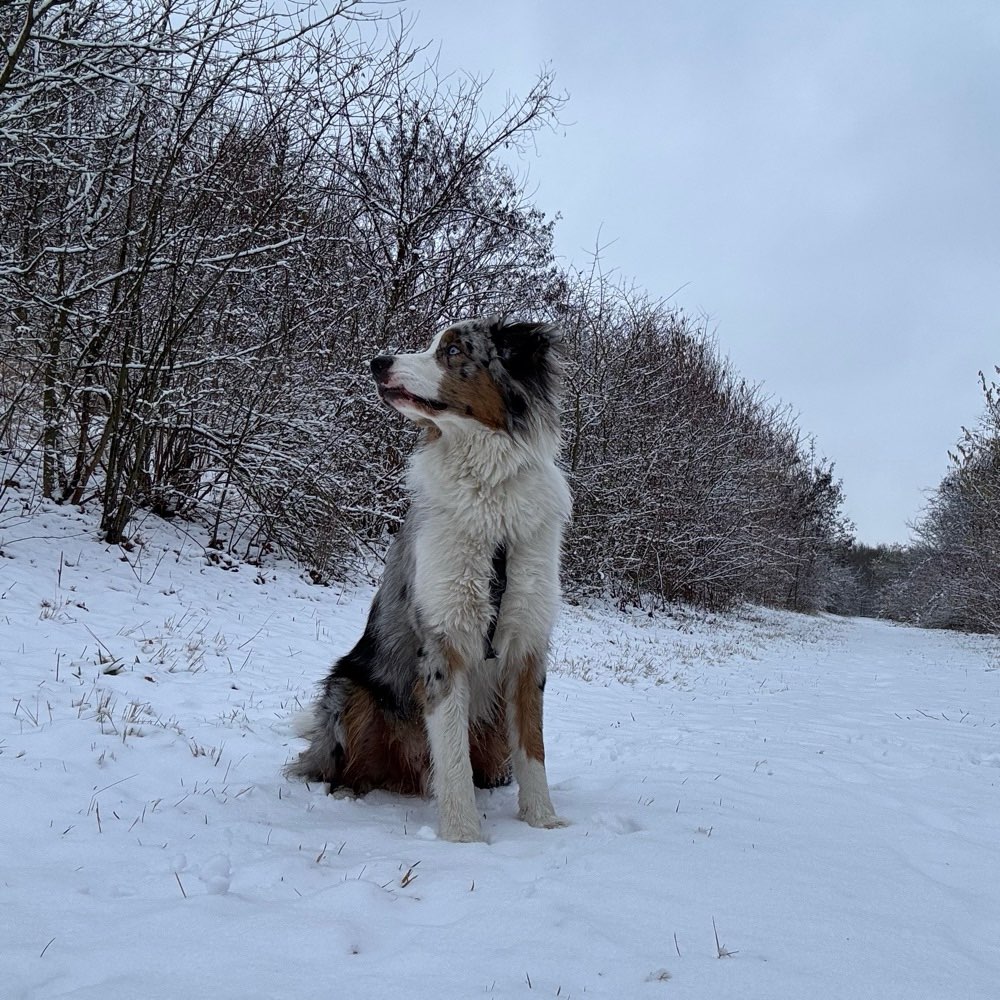 Hundetreffen-Junghunde-Profilbild