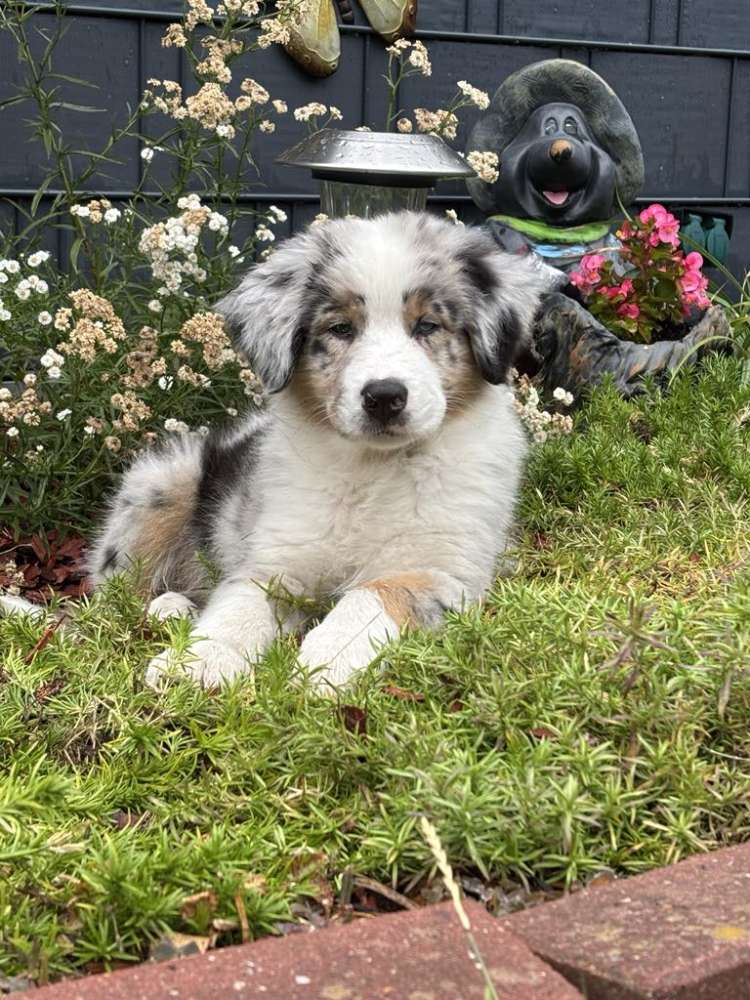 Hundetreffen-Welpen treffen in hamm gesucht-Profilbild