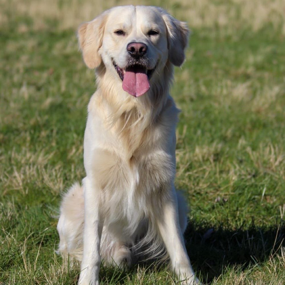 Hundetreffen-Simba sucht einen Spielkameraden-Profilbild
