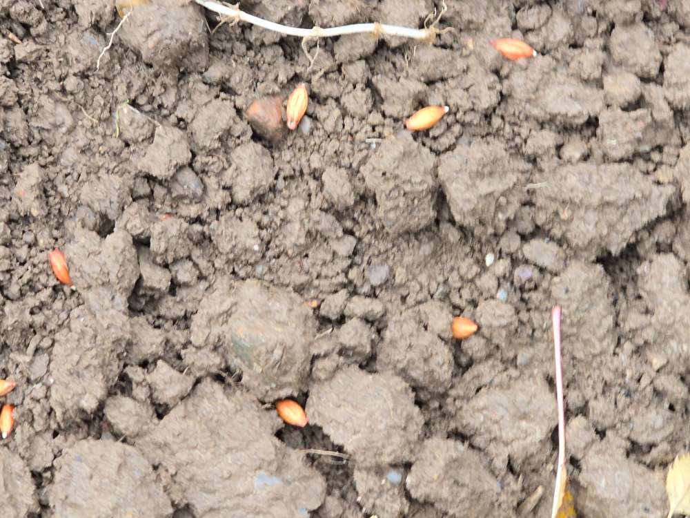 Giftköder-Giftkörner am Feldrand-Profilbild