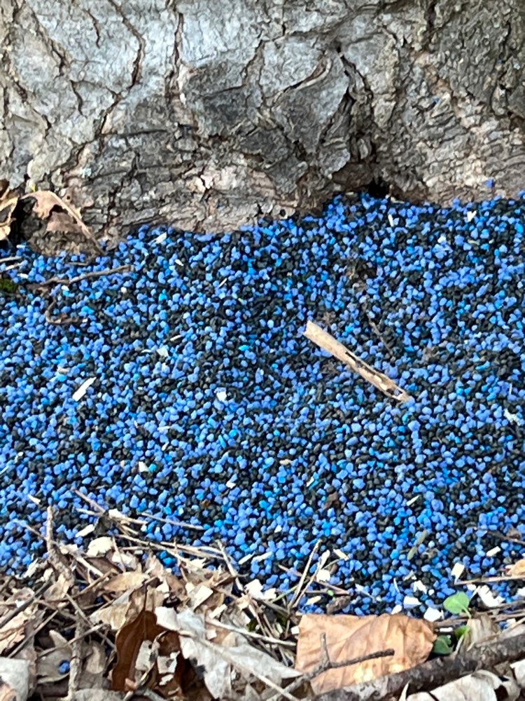 Giftköder-Ggf. Schneckenkorn oder Blaukorn-Profilbild