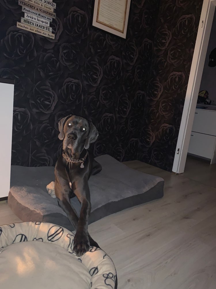 Hundetreffen-Suchen dringen Spielkameraden für unseren Riesen Odin-Profilbild