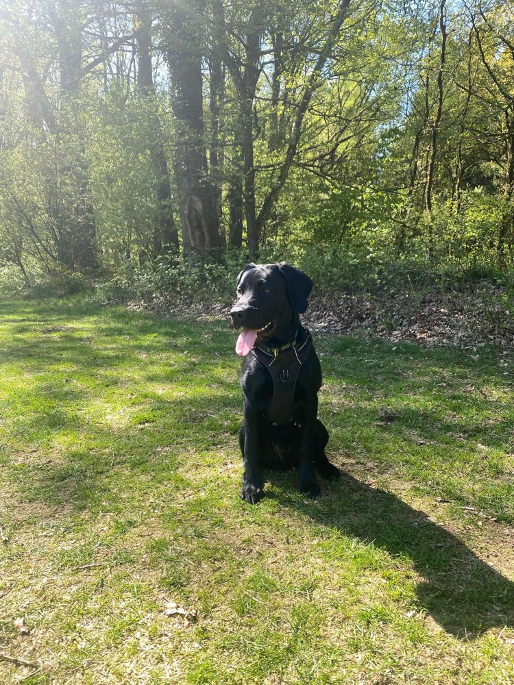 Hundetreffen-Spielen und Toben-Profilbild