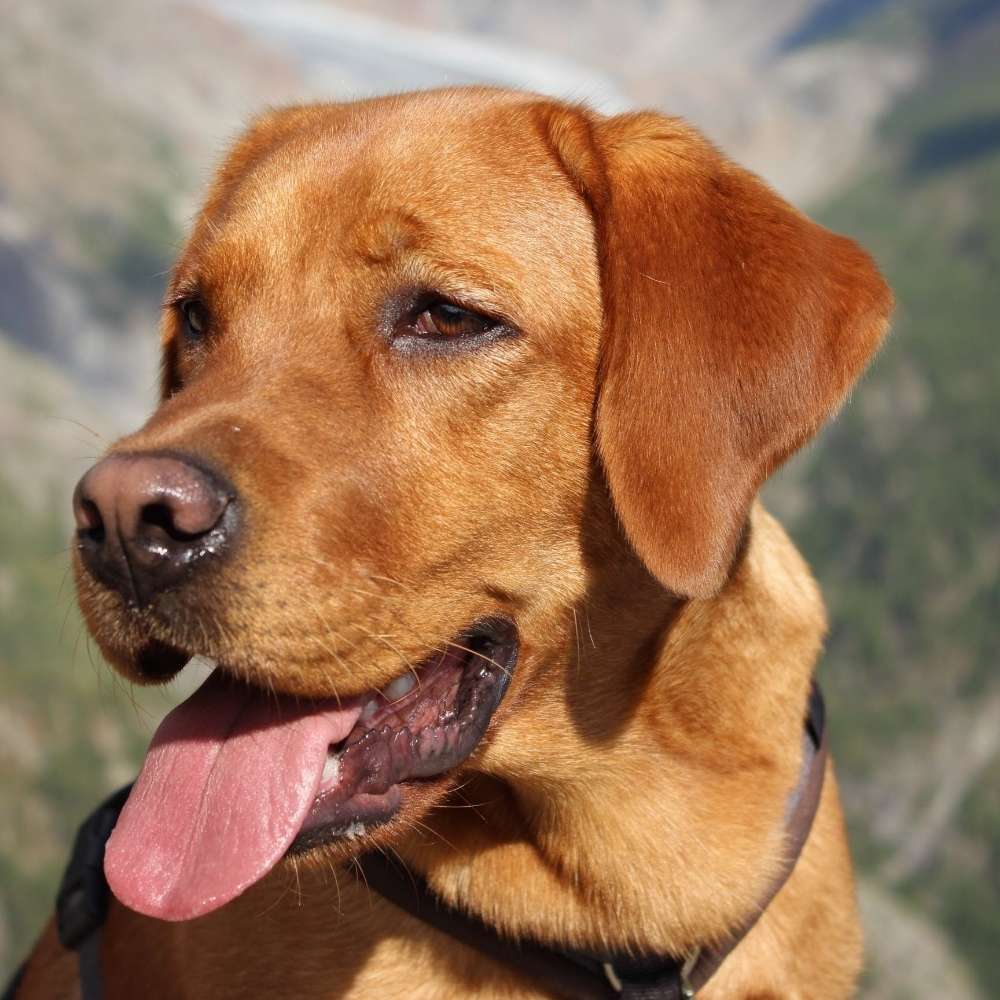Hundetreffen-Suchen souveränen Hundekontakt für gemeinsame Spaziergänge-Profilbild