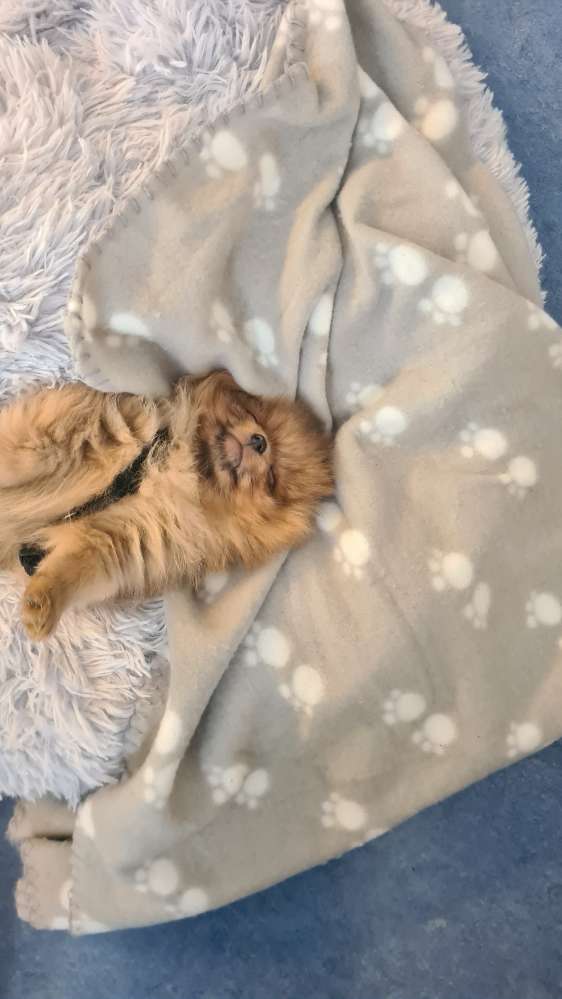 Hundetreffen-Welpen Sozialisierung Göttingen-Profilbild