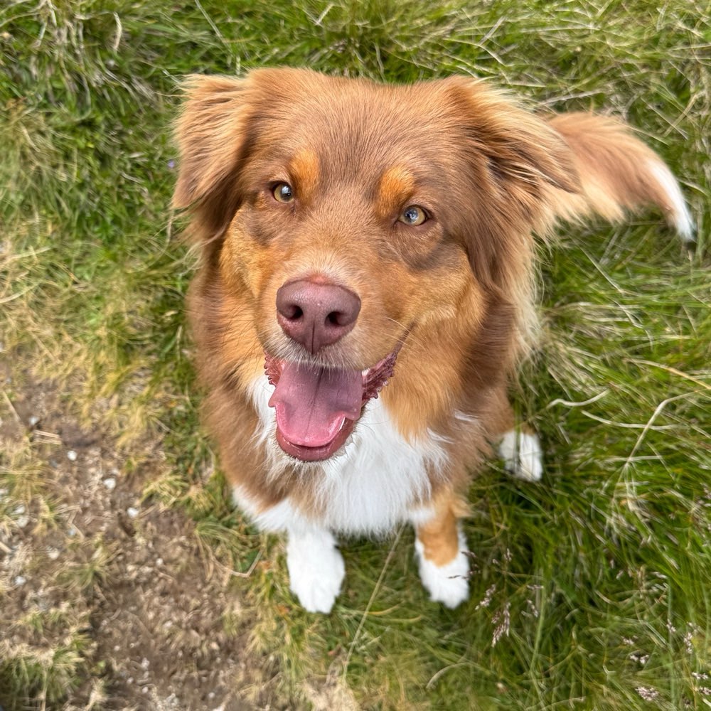 Hundetreffen-Socialwalk/ Trainingsfreunde-Profilbild