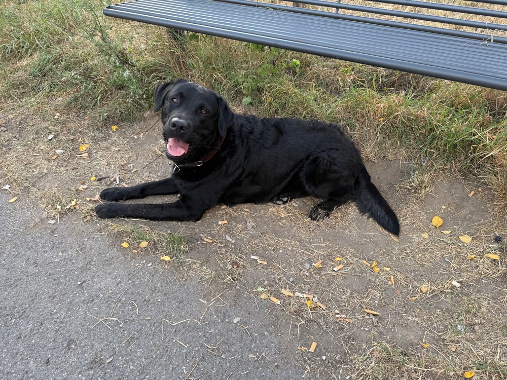 Hundetreffen-Frodo sucht Hunde-Freunde-Profilbild