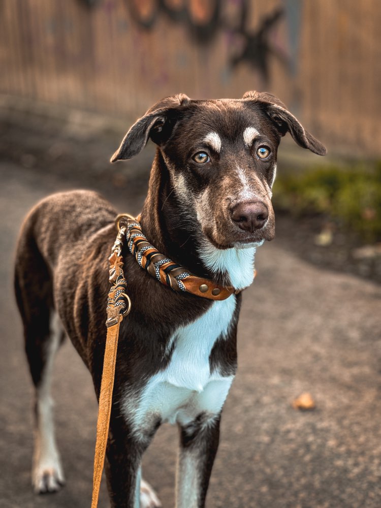 Hundetreffen-Hundetraining-Profilbild
