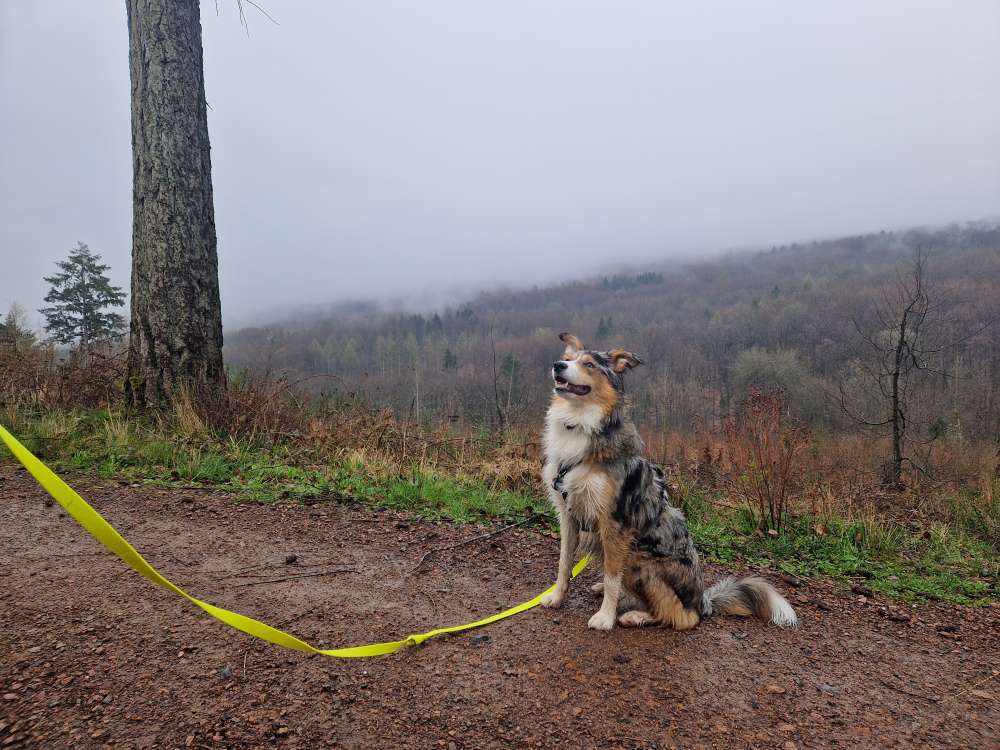 Hundetreffen-Social Walk & Training-Profilbild