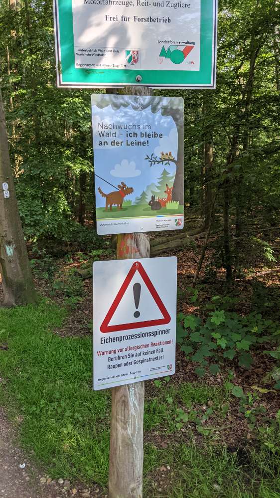 Giftköder-Prozessionsspinner in Erftstadt-Profilbild