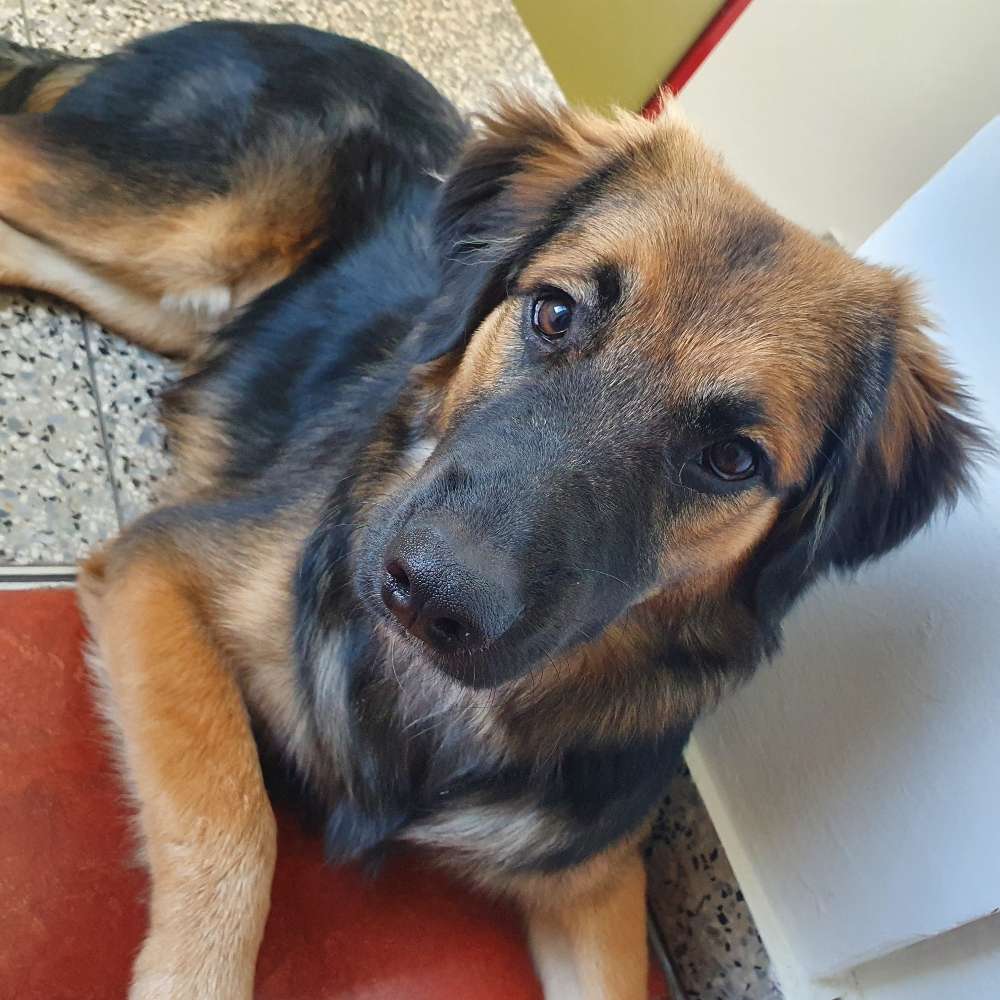 Hundetreffen-Nero sucht Freunde im 2. Oder 19.-Profilbild
