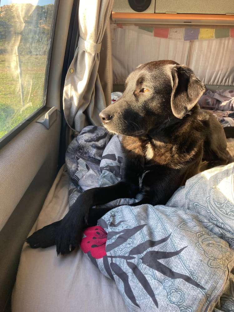 Hundetreffen-Marlo sucht Spielgefährten-Profilbild