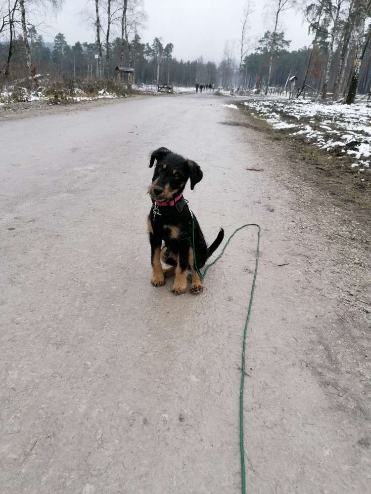 Hundetreffen-Welpe treffen Hunde treffen-Profilbild