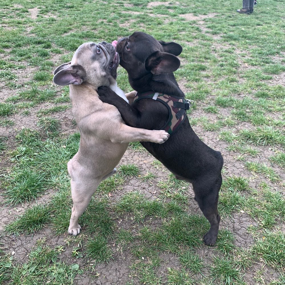Hundetreffen-Bulldoggen in Bochum-Profilbild
