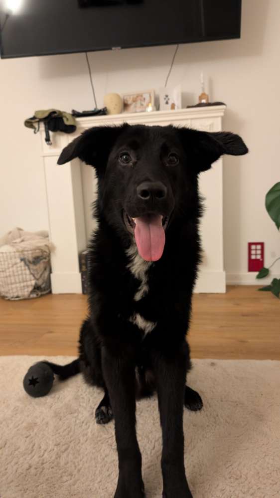 Hundetreffen-Spazierfreunde für Sozialierung gesucht-Profilbild