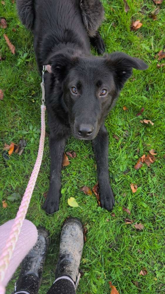 Hundetreffen-Souveräne Hunde für Training gesucht-Profilbild