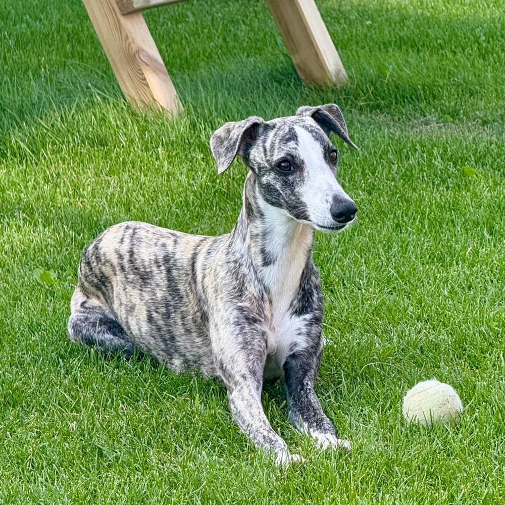 Hundetreffen-Spieltreffen in Senden-Profilbild