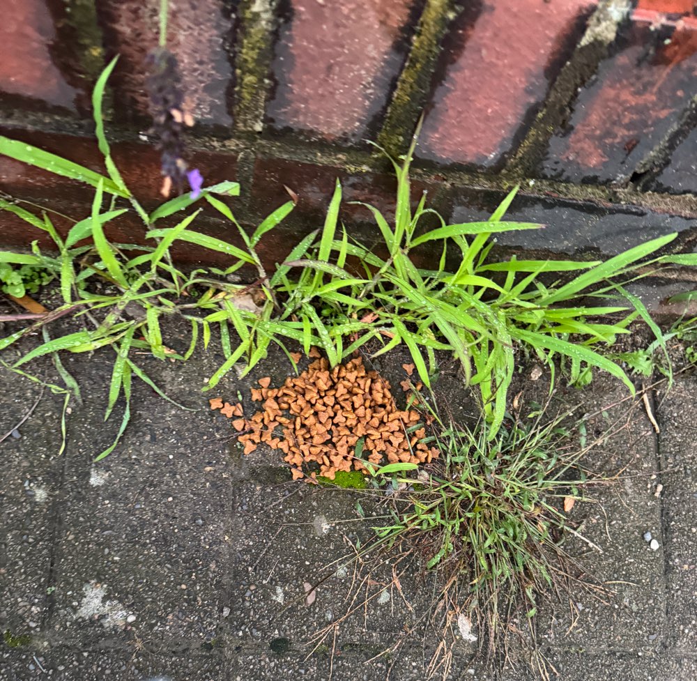 Giftköder-Trockenfutter mit Tackernadeln-Profilbild