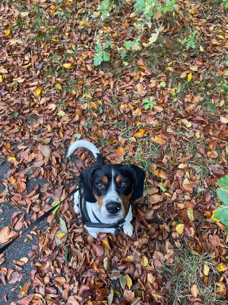 Hundetreffen-Spaziergänge & Spieltreffen-Profilbild