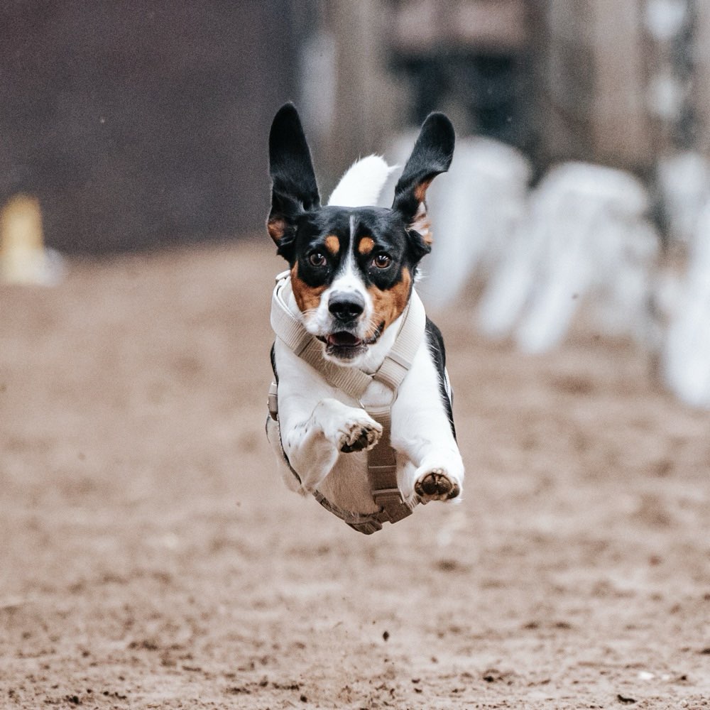 Hundetreffen-Spaziergänge und Spielen-Profilbild