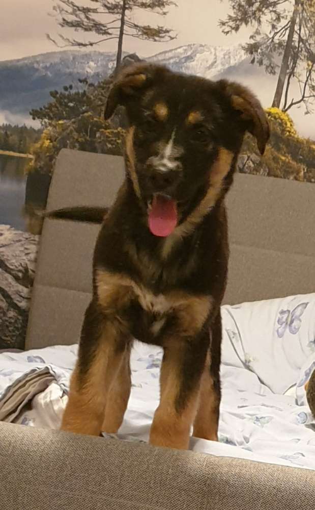 Hundetreffen-Spielpartner für Mokka gesucht-Profilbild
