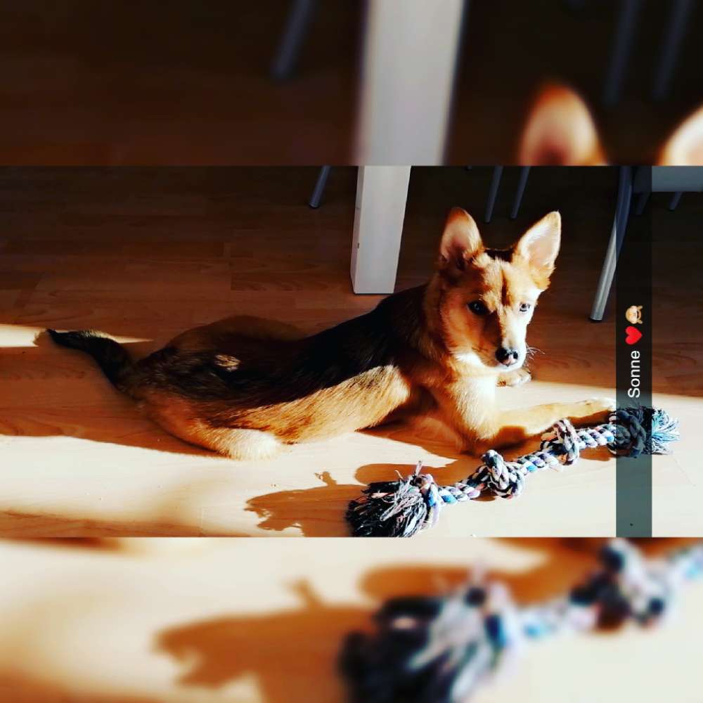 Hundetreffen-Welpen treff-Profilbild