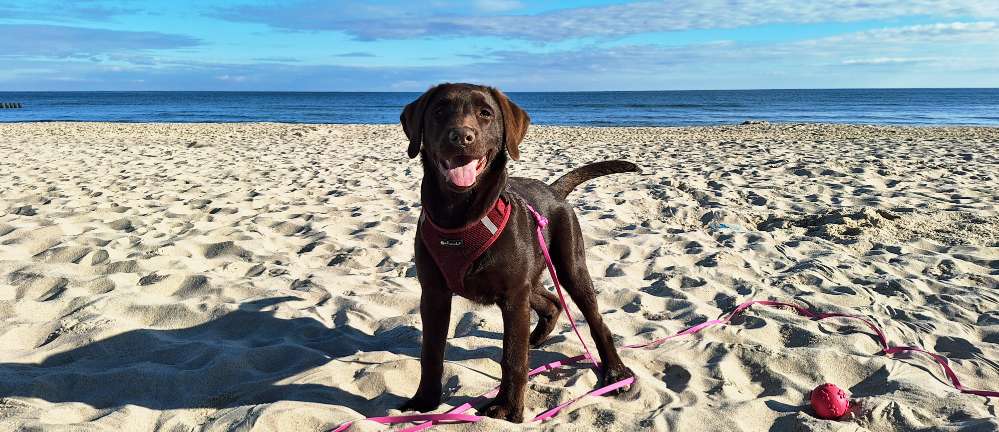 Hundetreffen-Spielerunde-Profilbild