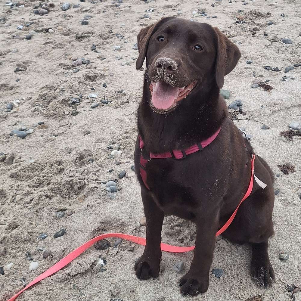 Hundetreffen-Spielerunde-Profilbild