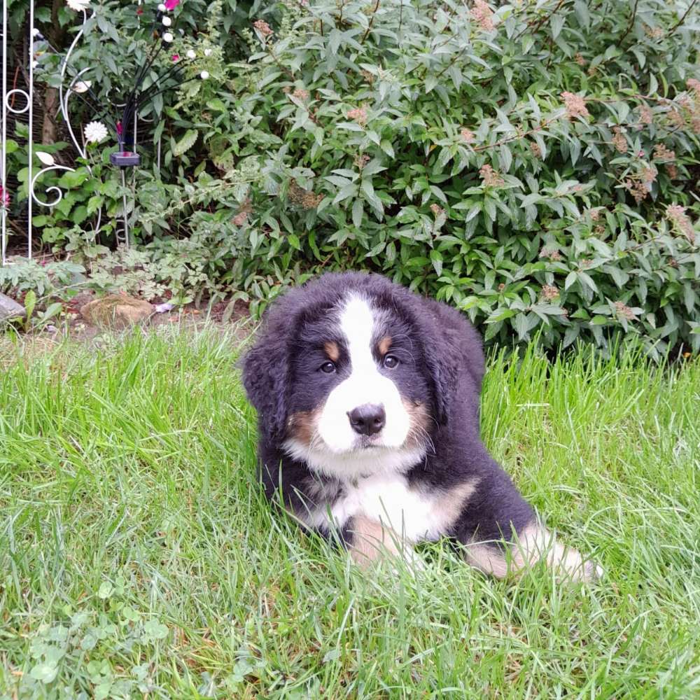 Hundetreffen-Kontakt zu sozialstabilen Hunden-Profilbild