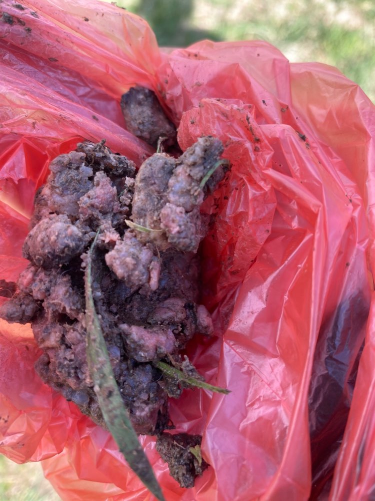 Giftköder-Möglicher Giftköder-Profilbild