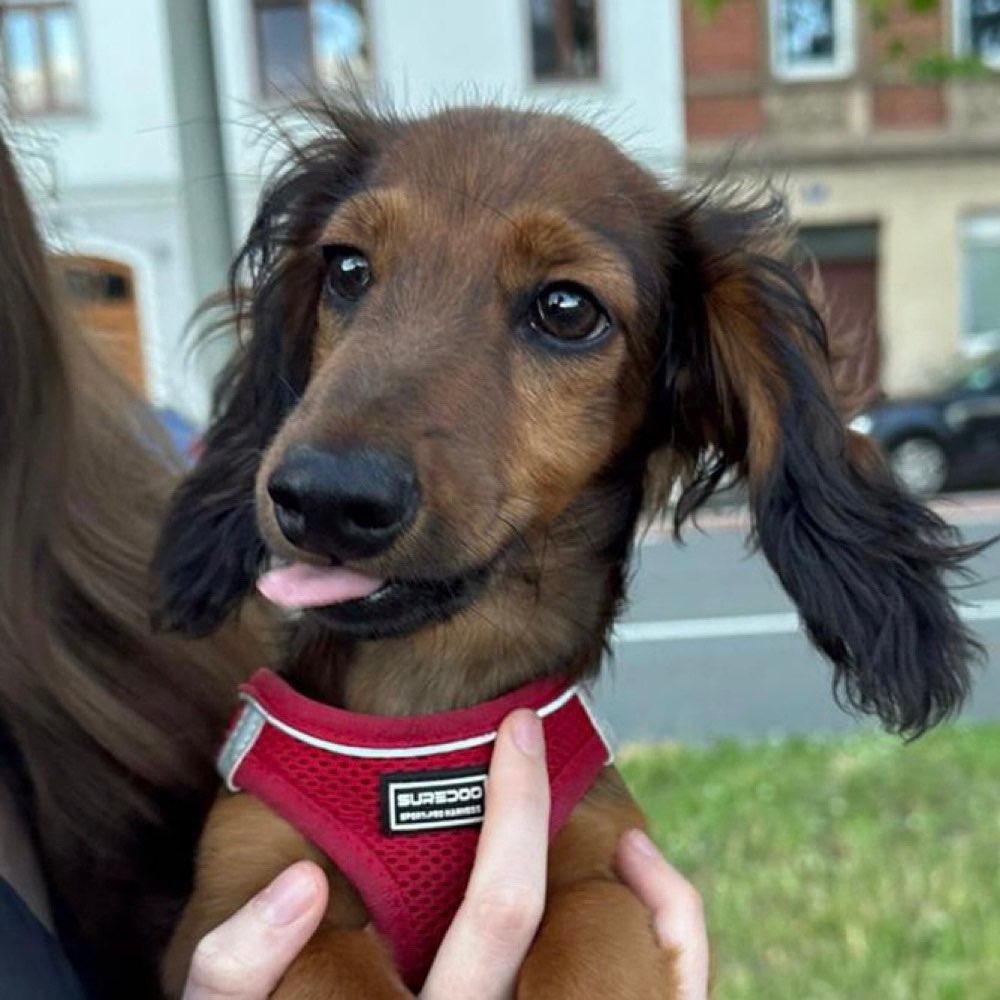 Hundetreffen-Spiel und Gassirunde-Profilbild