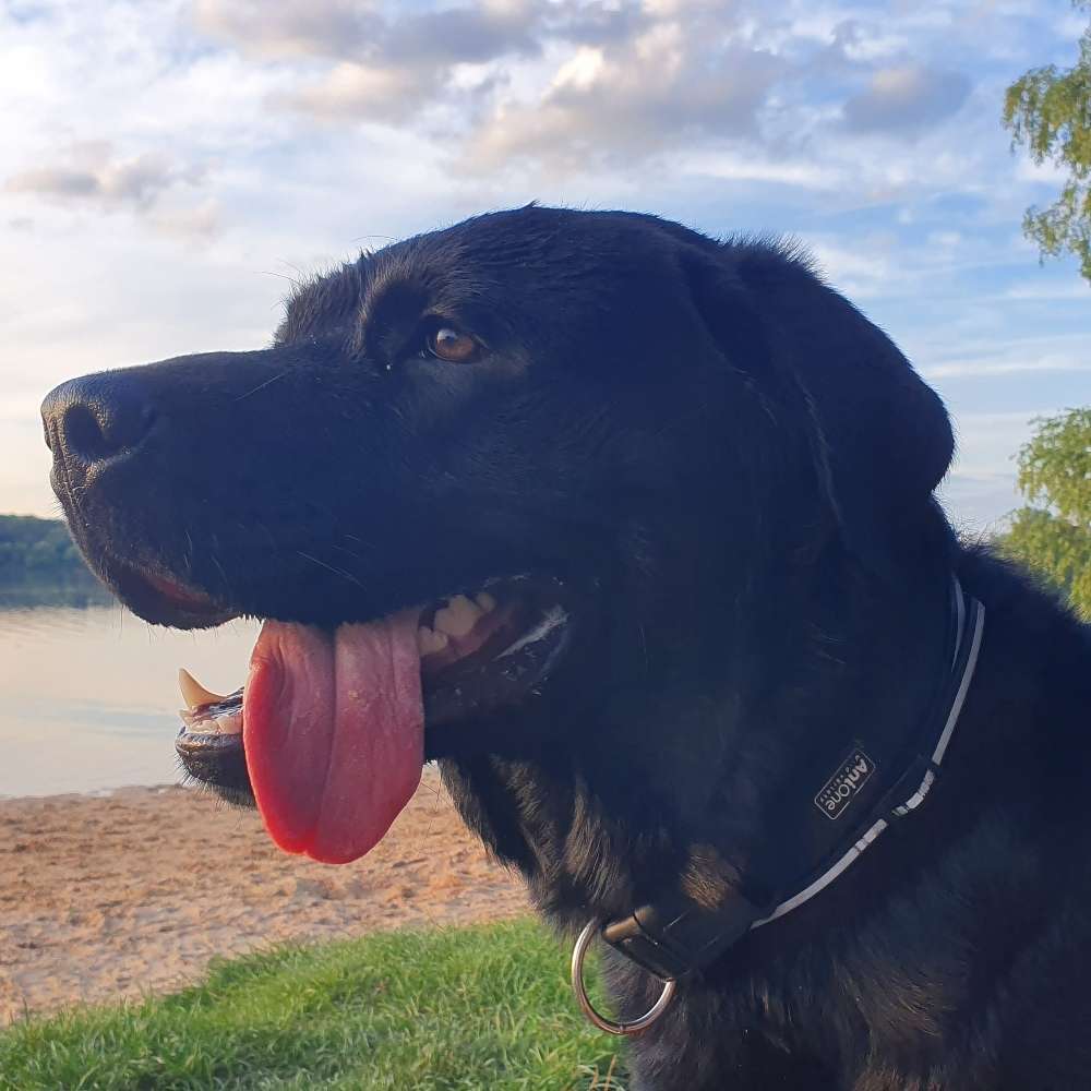 Hundetreffen-Spaziergang/Spielrunde Marienbergpark/Pegnitz/Stadtpark/Wald...-Profilbild