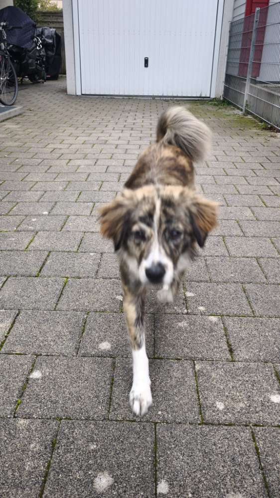 Hundetreffen-Social walk - gemeinsame Gassirunde-Profilbild