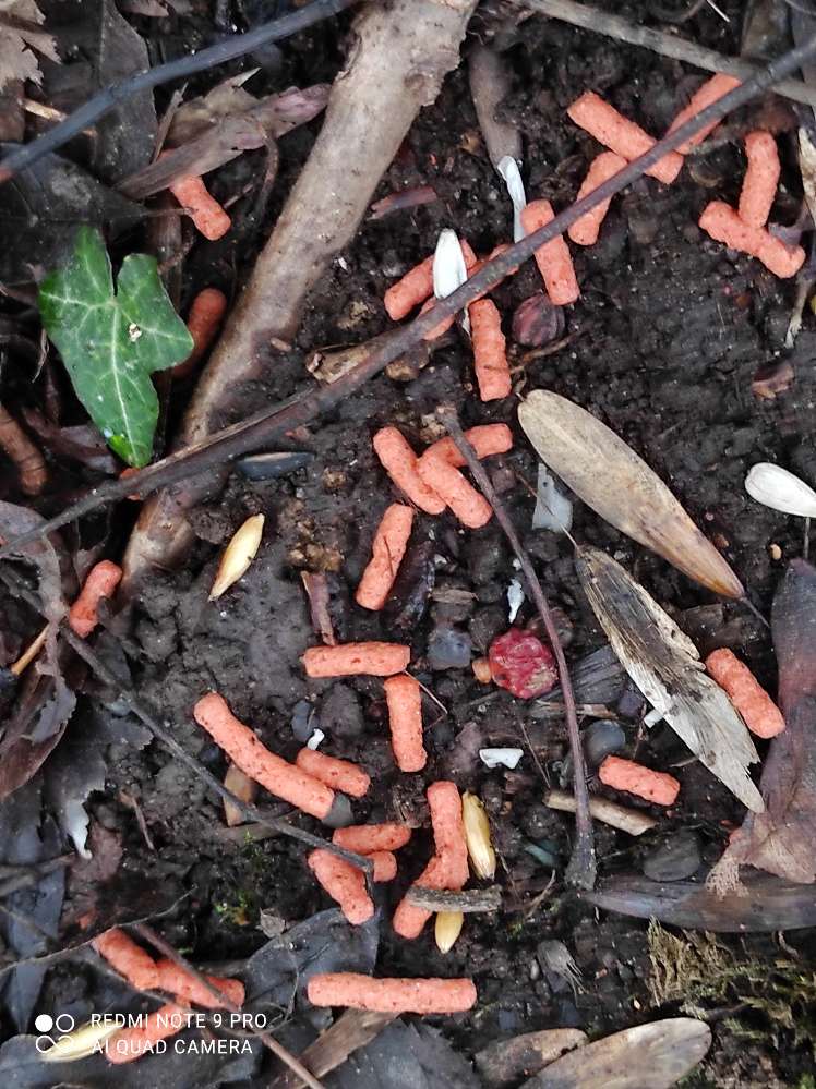 Giftköder-Gift??? Schloss Borbeck-Profilbild