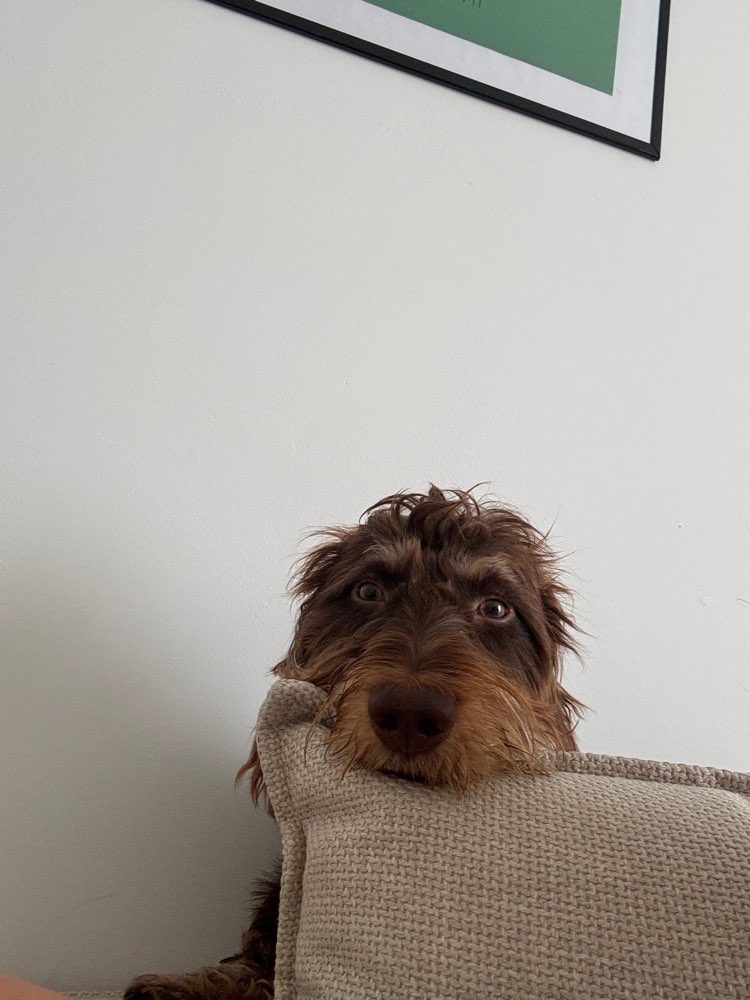 Hundetreffen-Dackeltreffen in Hannover/ Seelze-Profilbild