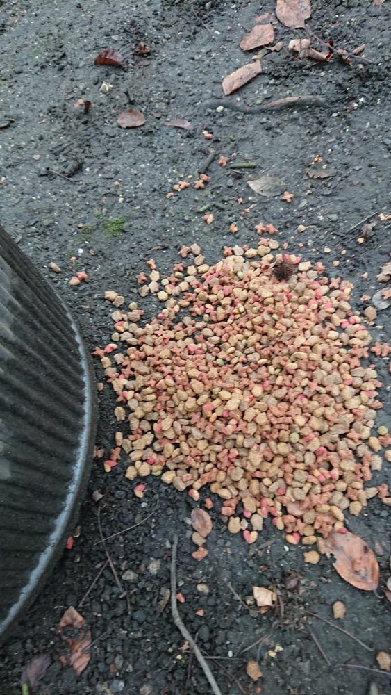 Giftköder-Hundefutter????-Profilbild