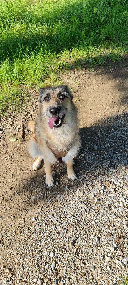 Hundetreffen-Gassi & Spielerunde am Pölleken-Profilbild