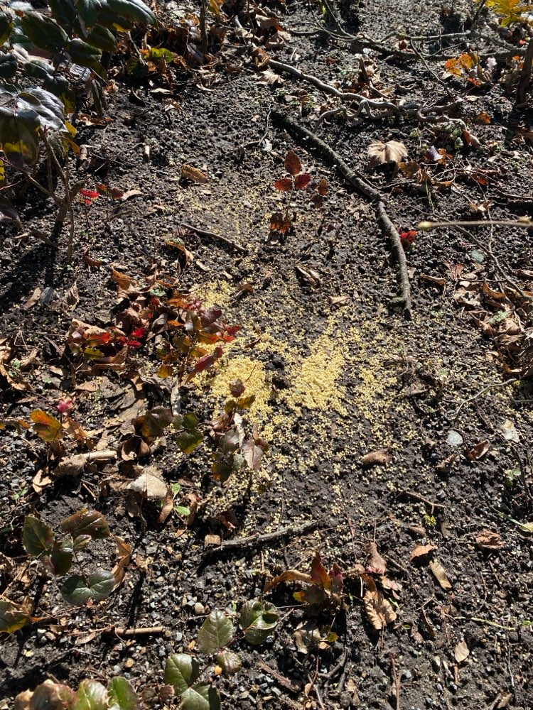 Giftköder-Gelbe kleine Kügelchen-Profilbild