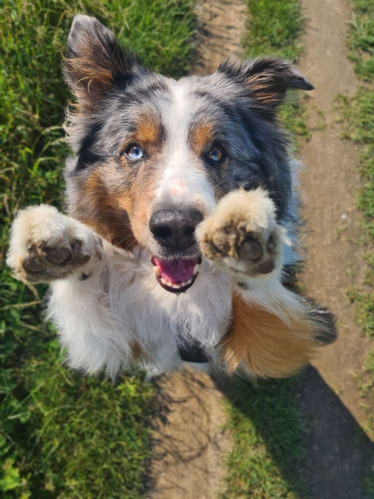 Hundetreffen-Social walk/Spiele Runde Großziethen/Rudow-Profilbild